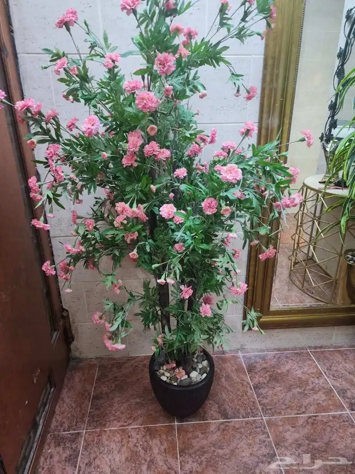 شجر زينه 3 وحدات الوحده ب 150 2