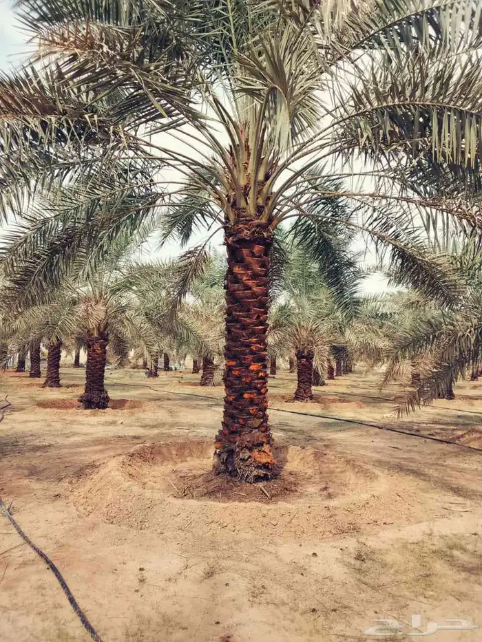 نخل واشنطني زينه ونخل عربي مثمر الرياض 3