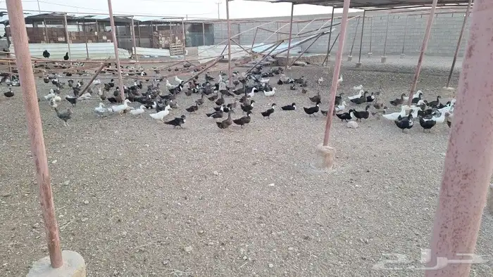 بط شرشر خضاري اعمار من 4 شهور إلى بياض 3