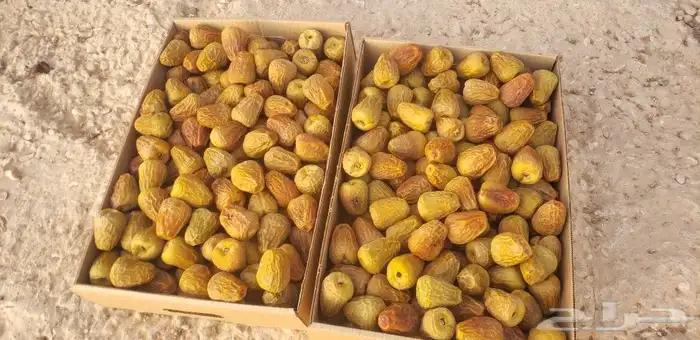 سكري رطب ومفتل 0