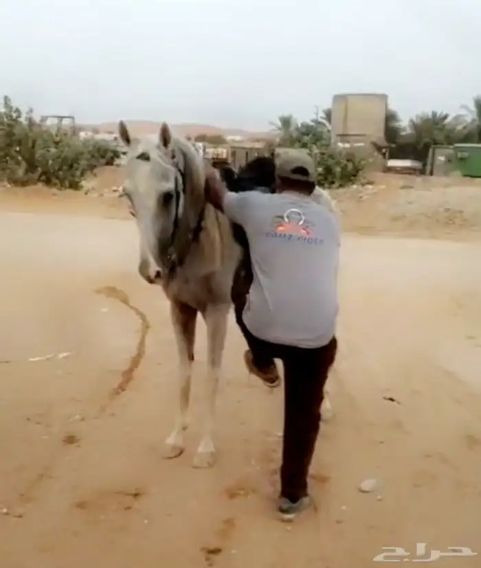 فرس معها مهرة 0