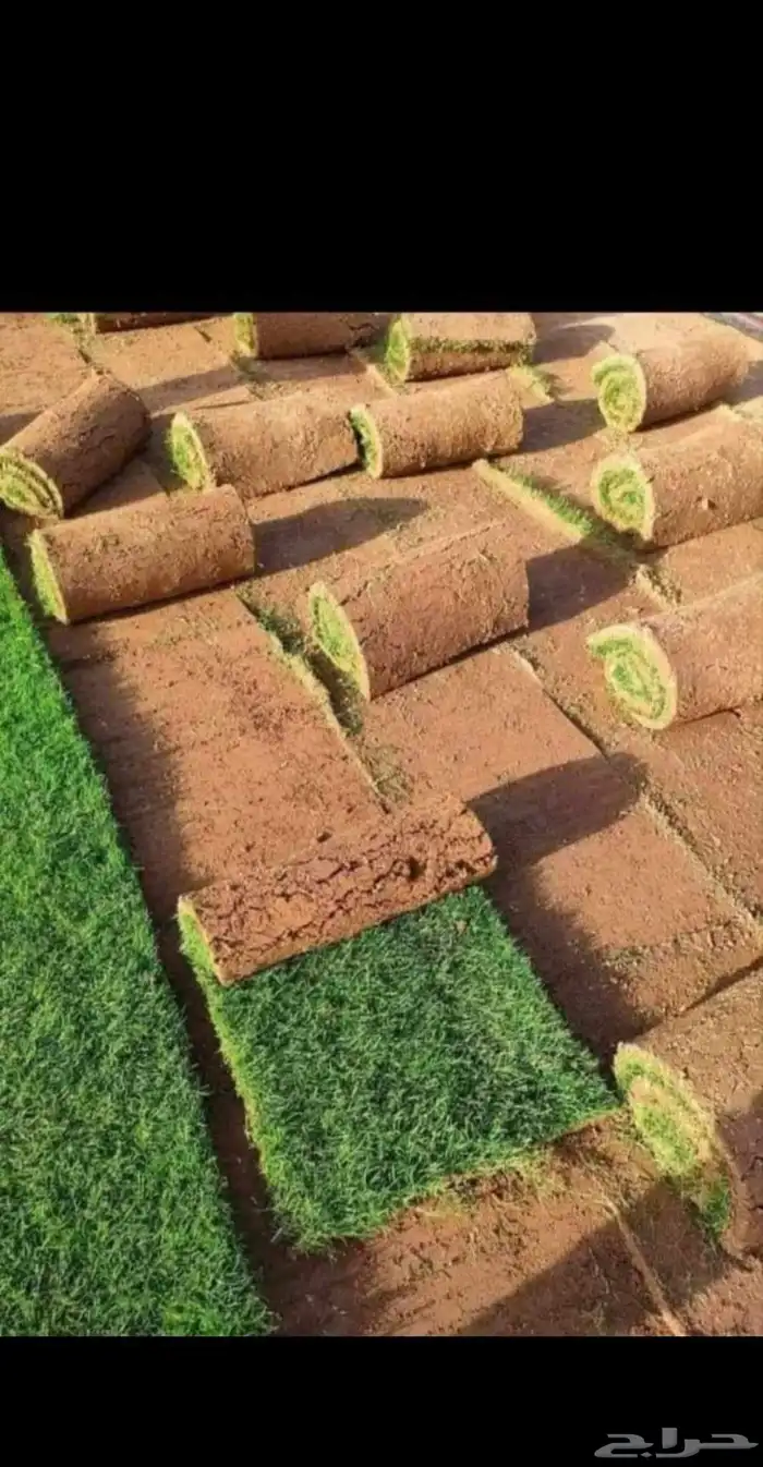 مشتل ساق النموذجي 1