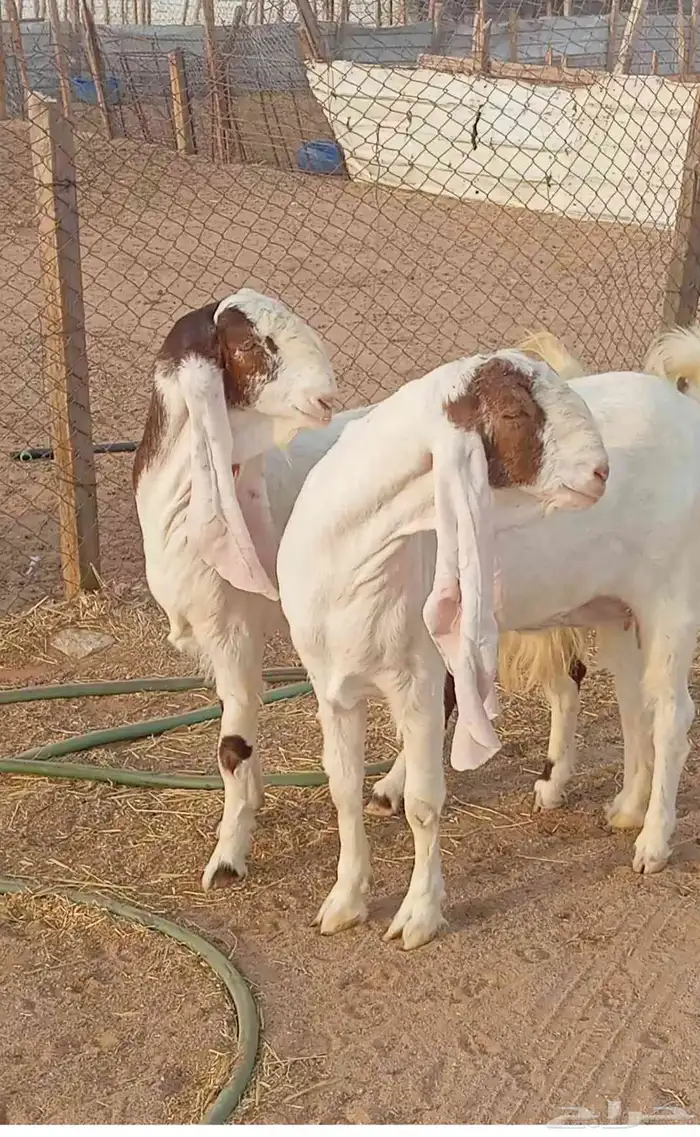 معزا مشاريك خصم 1