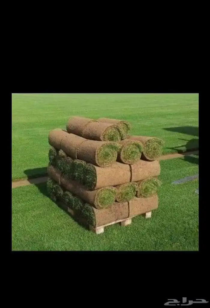 مشتل ساق النموذجي 2