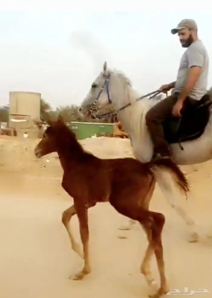 فرس معها مهرة 3