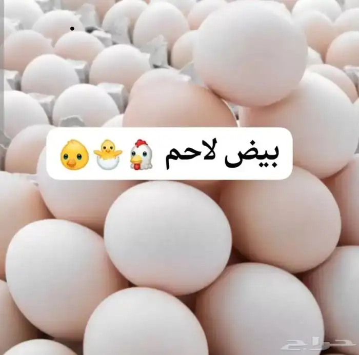 بيض لاحم مخصب تخصيب ممتاز 1