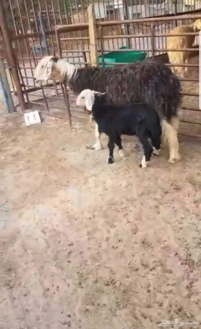 شاه رغوث 0