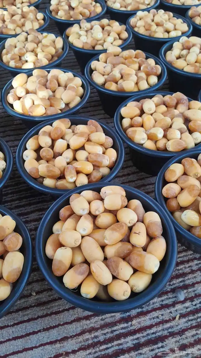 يوجد لدينا جميع انواع التمور لتواصل 0