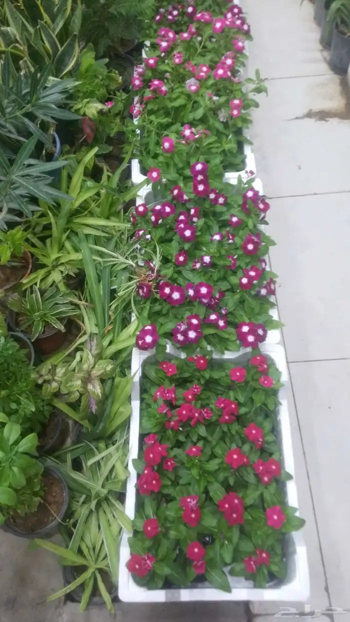 تنسيق حدائق 1