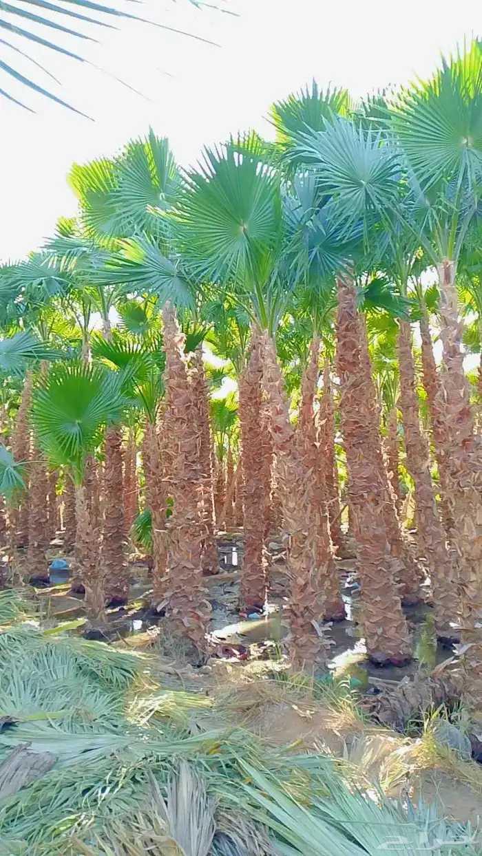 نخيل واشنطني 6