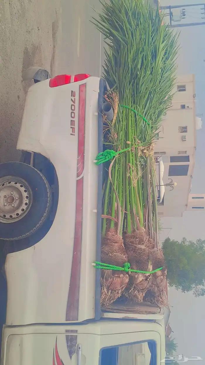 نخل البيع بجميع انواعه مثمر 2