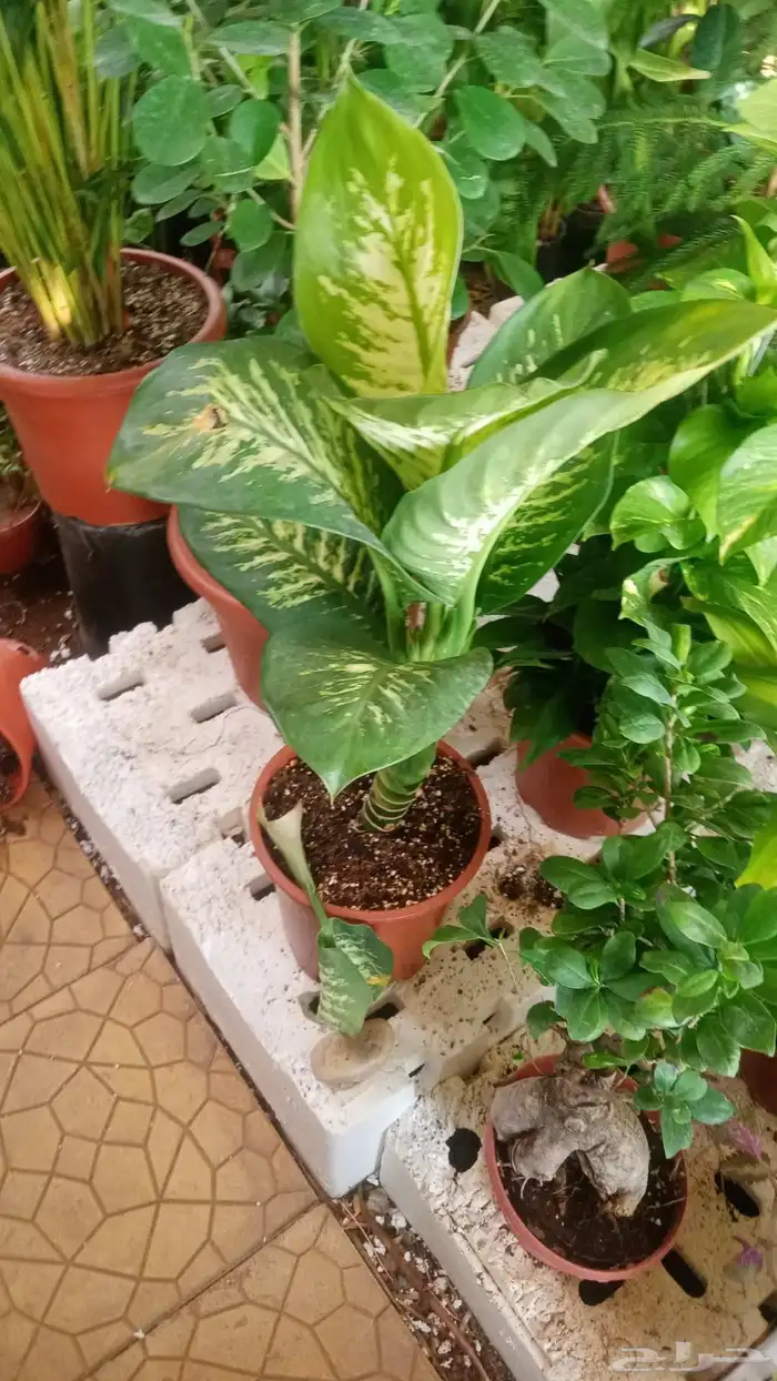 تنسيق حدائق 9