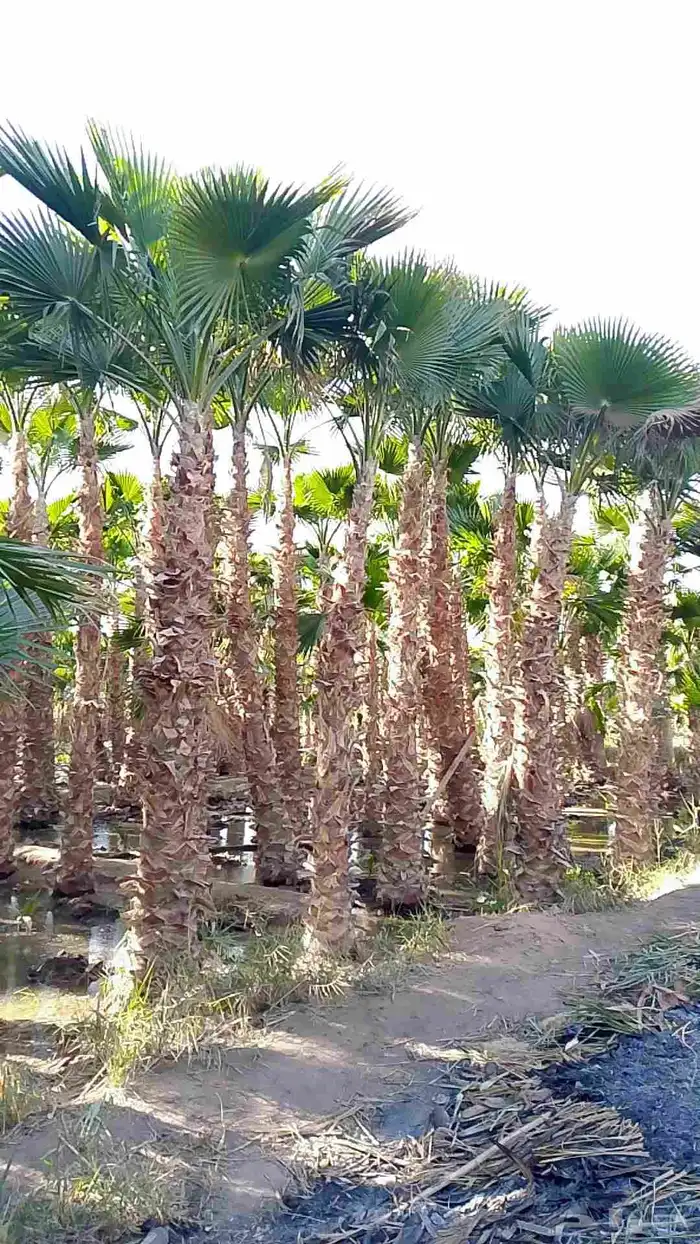 نخيل واشنطني 7