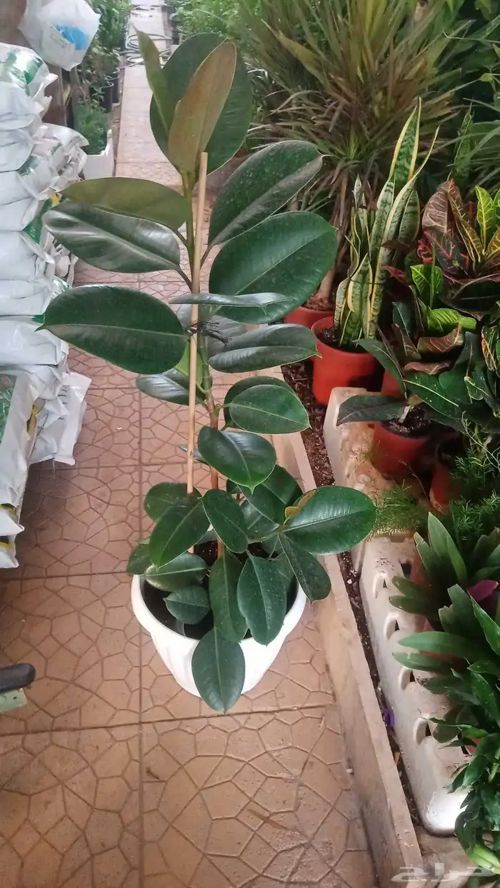 تنسيق حدائق 8