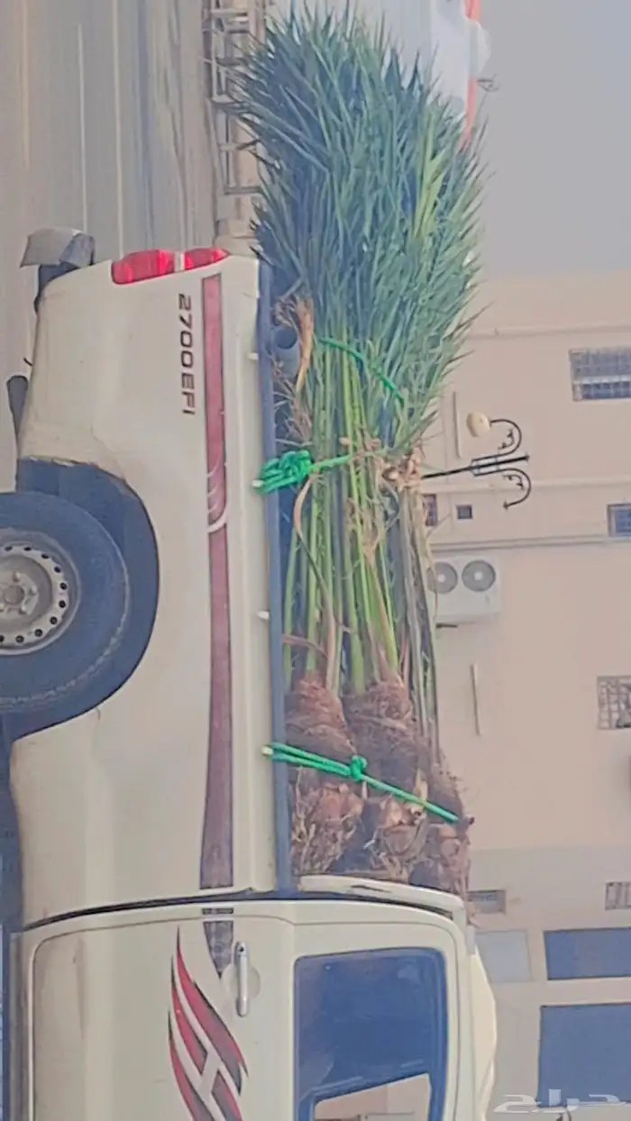 نخل البيع بجميع انواعه مثمر 3