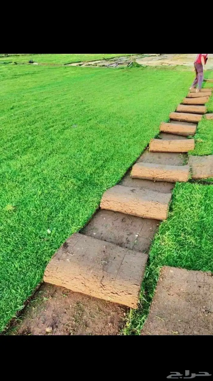 مشتل ساق النموذجي 3