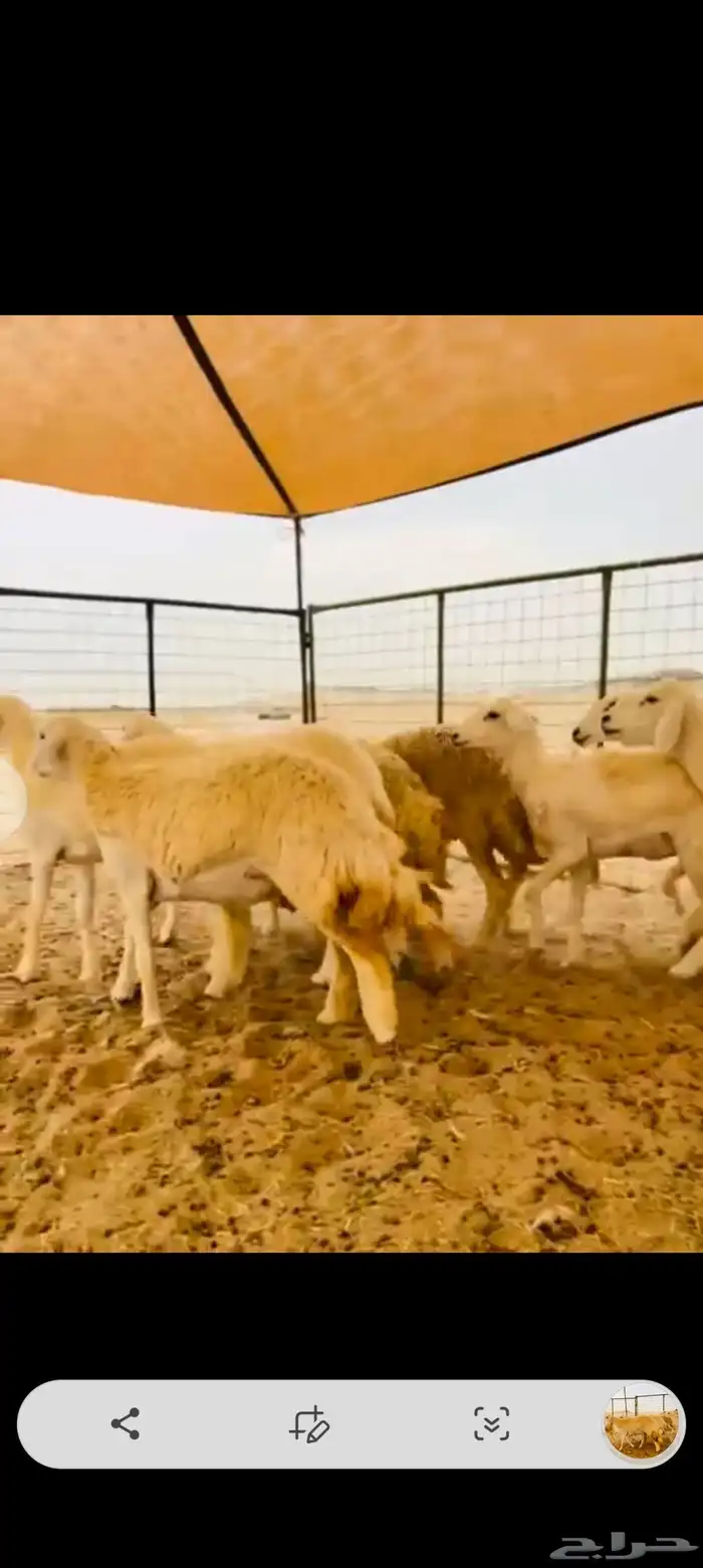 رخال العدد 11دفيع ومضريع 2