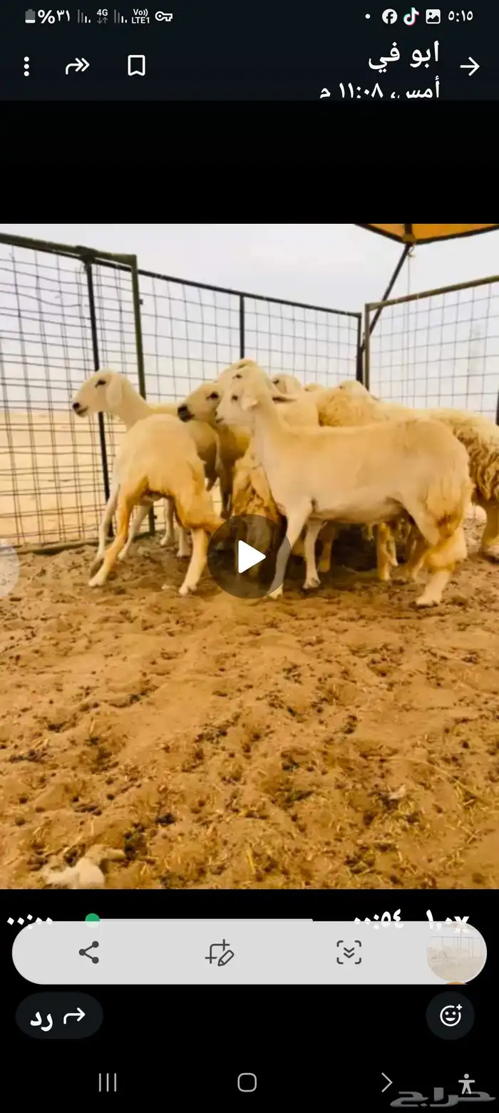 رخال العدد 11دفيع ومضريع 4