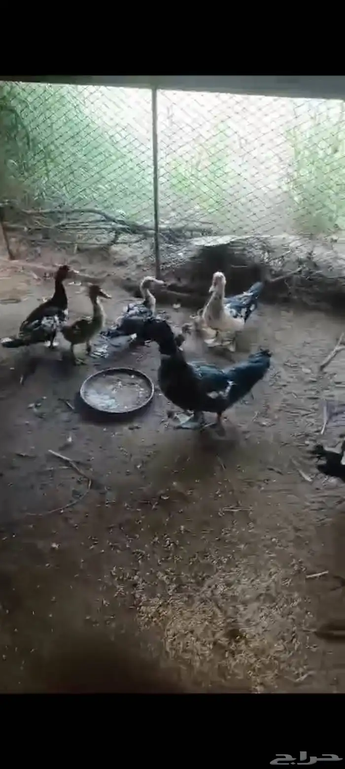 بط للبيع 0