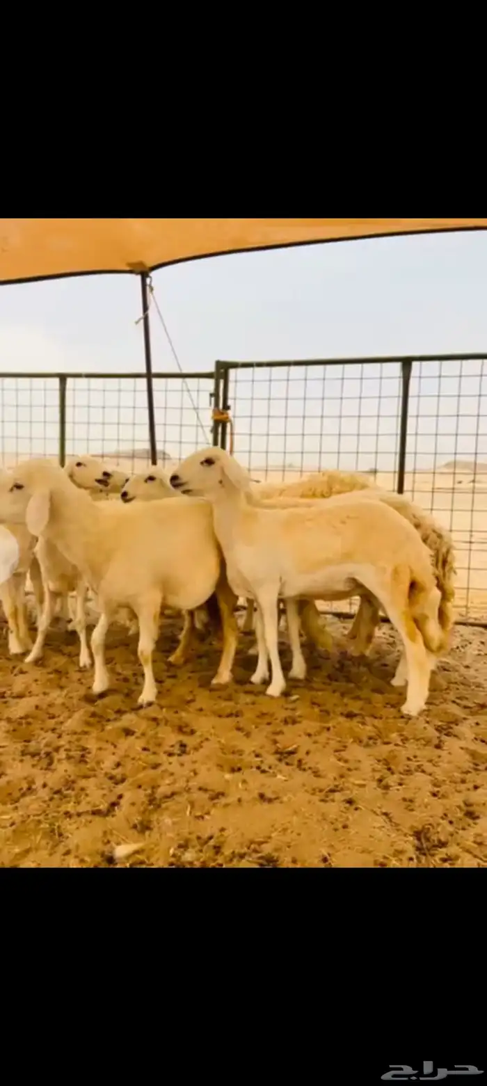 رخال العدد 11دفيع ومضريع 3