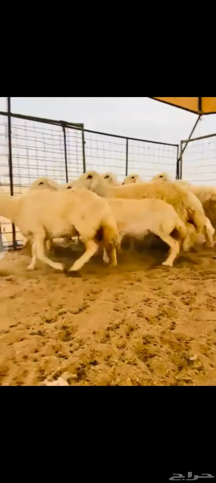 رخال العدد 11دفيع ومضريع 0