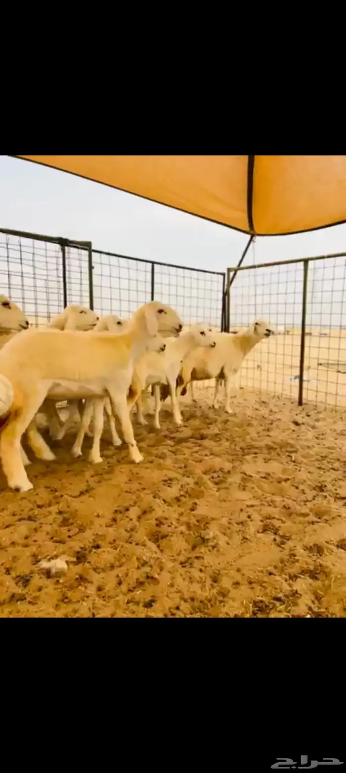 رخال العدد 11دفيع ومضريع 1