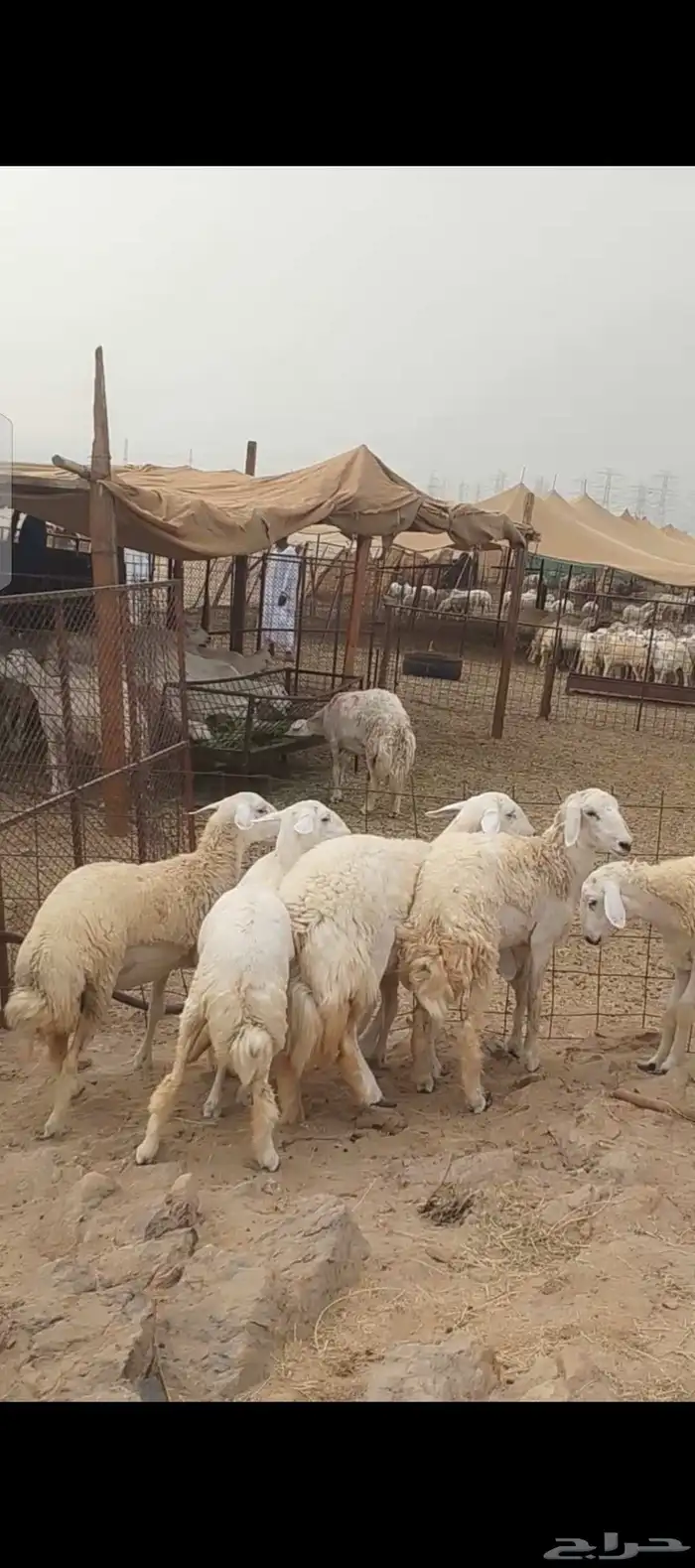 غنم حريات رخال جدعات 7