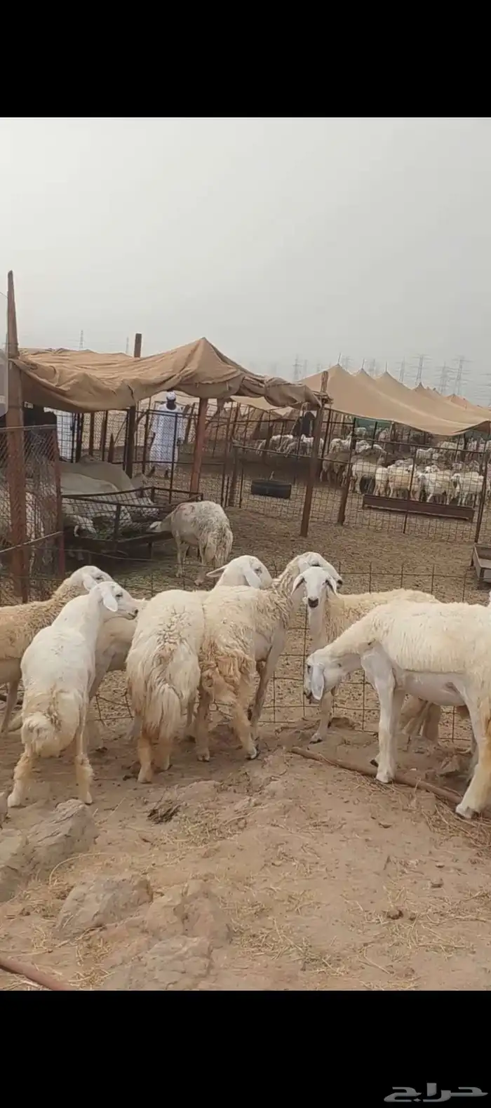 غنم حريات رخال جدعات 6