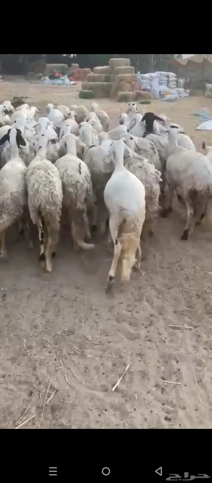 رخال سواكني 4