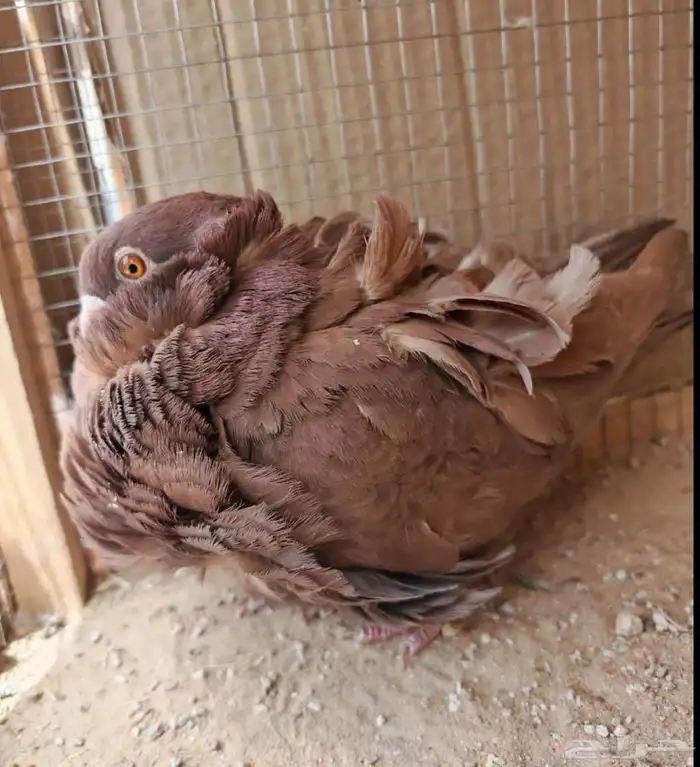 حمام كشكي 1