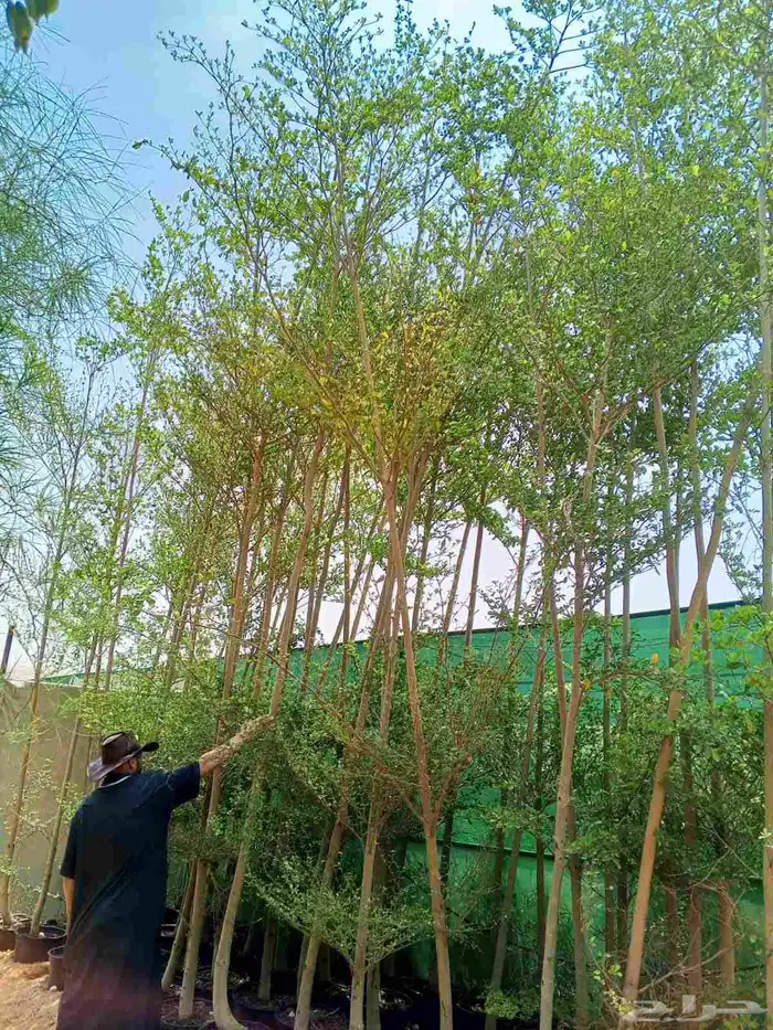 تنسيق حدائق 1