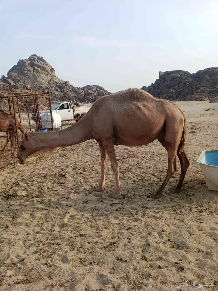 سلام عليكم ناقه عشرا مجموع بالحليب ومشروطه شرط تعبي السطل 4