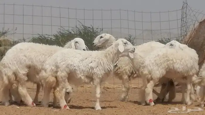 رخال حريات حرش مقاني جنب دفيع 19