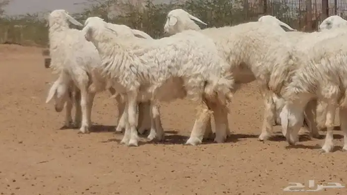 رخال حريات حرش مقاني جنب دفيع 30