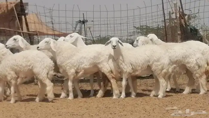 رخال حريات حرش مقاني جنب دفيع 6