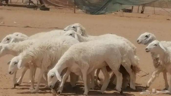 رخال حريات حرش مقاني جنب دفيع 41