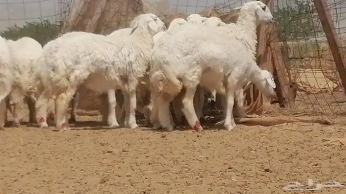 رخال حريات حرش مقاني جنب دفيع 34