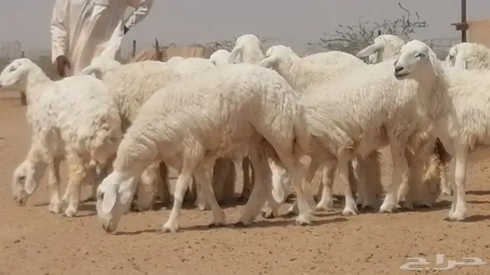 رخال حريات حرش مقاني جنب دفيع 13