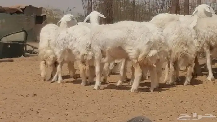 رخال حريات حرش مقاني جنب دفيع 3