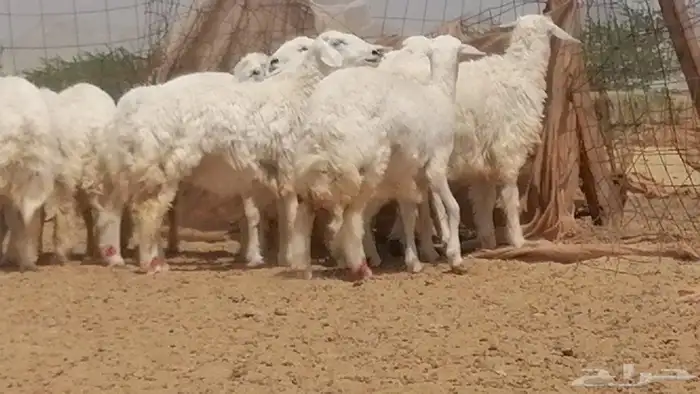 رخال حريات حرش مقاني جنب دفيع 32