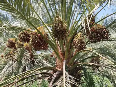 مزرعة للبيع بالمليليح المليليح عجوه صفاوي index