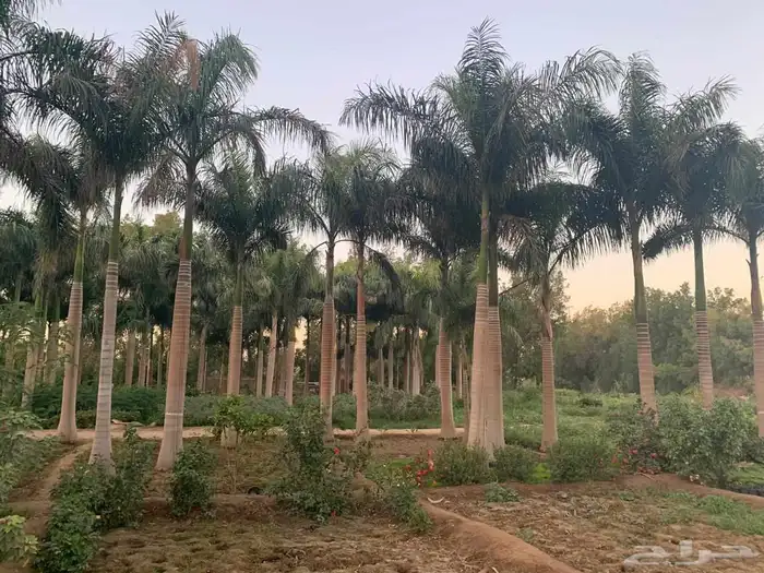 ابو عزام التوريد النخيل ملوكي وثيل سي 2000 2