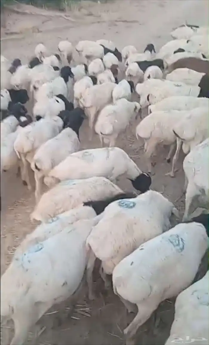 غنم بربري 0