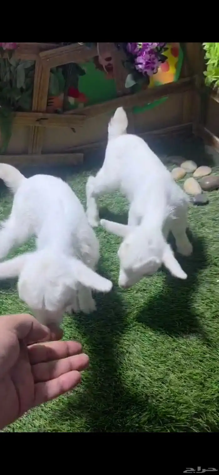 ماعز قزم اعمار صغيره جاهزه لتربيه في المنزل 0