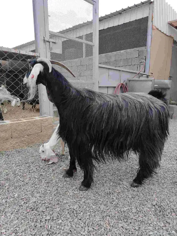 عنز عارضيه صنف فاخره تم البيع تم البيع 0