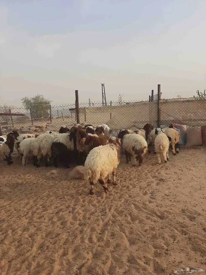 بهم نعيم ذبايح طيبه 13