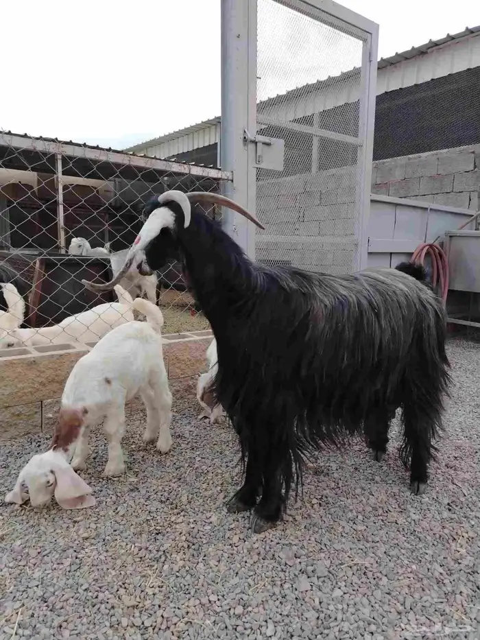 عنز عارضيه صنف فاخره تم البيع تم البيع 8