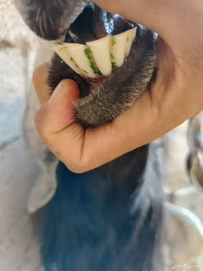 عنز عارضيه صنف فاخره تم البيع تم البيع 18