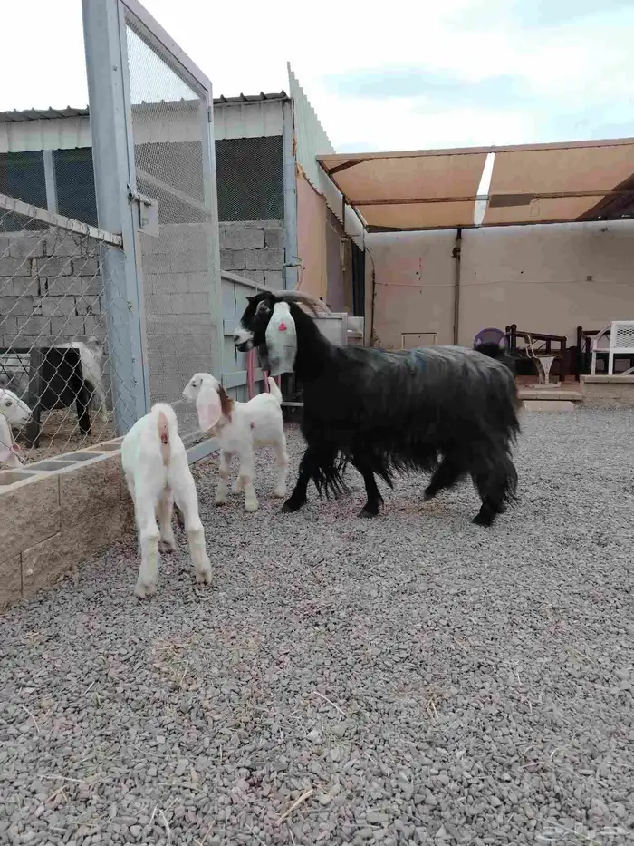 عنز عارضيه صنف فاخره تم البيع تم البيع 3