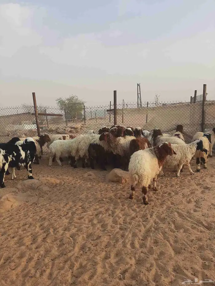 بهم نعيم ذبايح طيبه 1